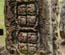 Copan Stela F